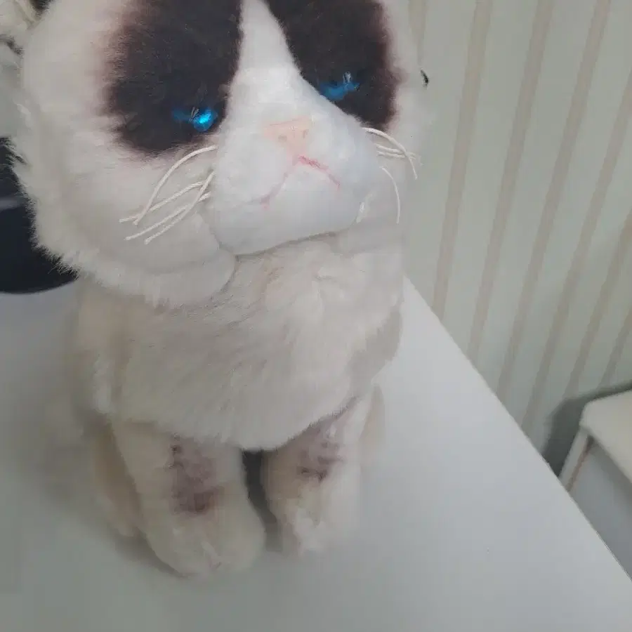 grumpy cat 고양이 인형 gund 인형