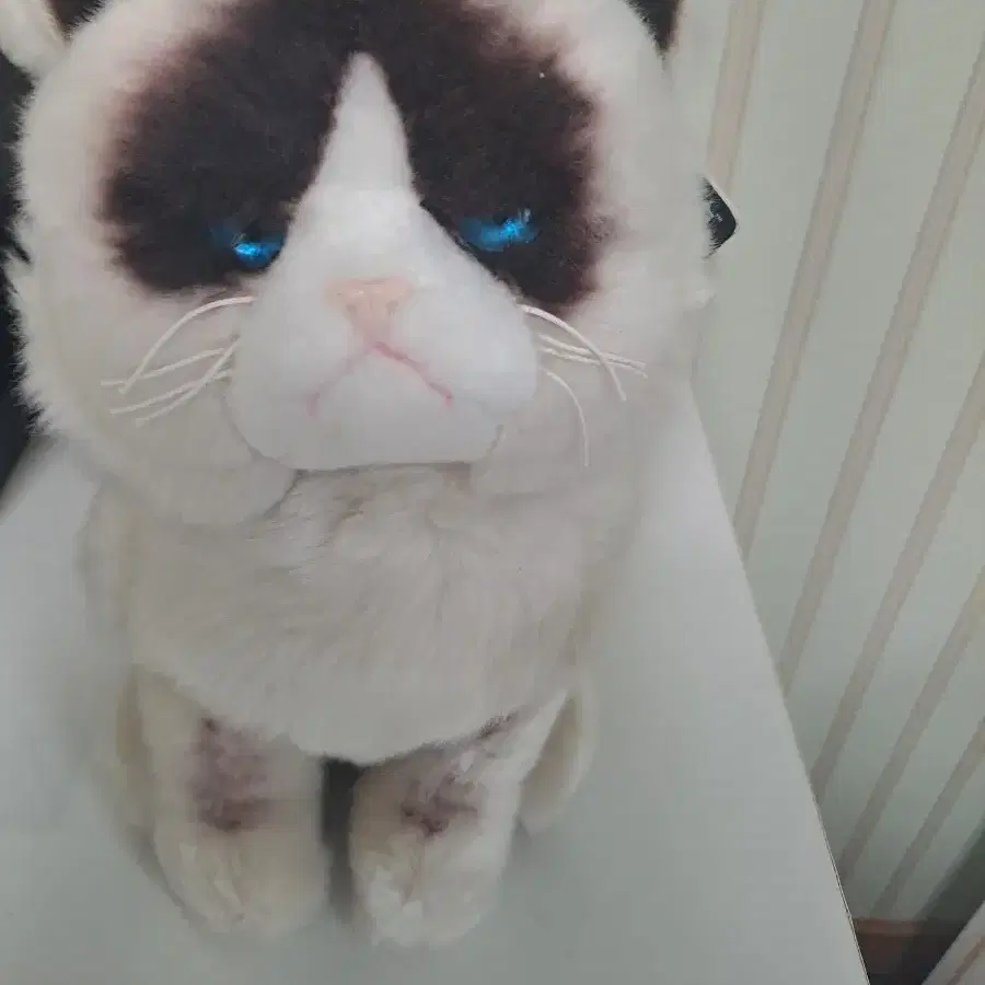 grumpy cat 고양이 인형 gund 인형