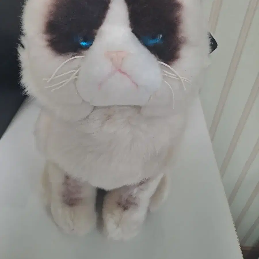 grumpy cat 고양이 인형 gund 인형