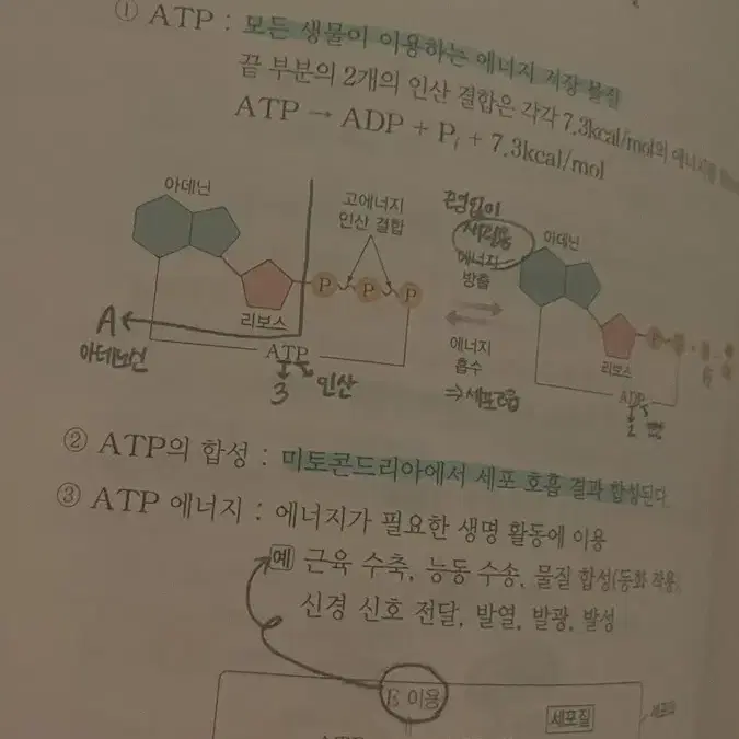 백호 생명과학1 개념믄제집 2025