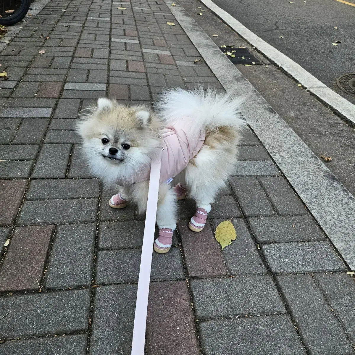 페리가토 강아지 겨울옷 후리스 패딩조끼 판매해요