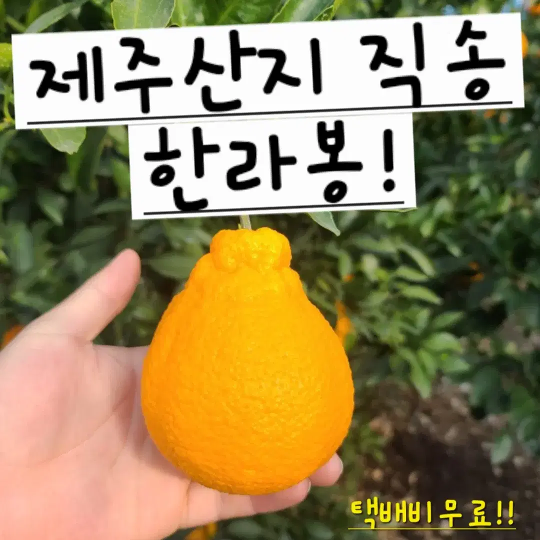 [설선물세트] 제주 특산품 한라봉  4.5kg 대과(10~15과) 판매