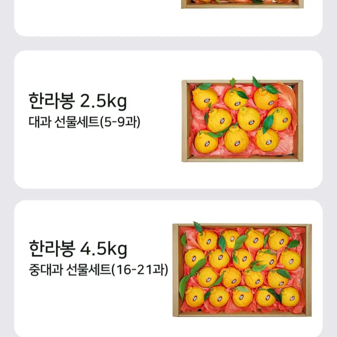 [설선물세트] 제주 특산품 한라봉  4.5kg 대과(10~15과) 판매