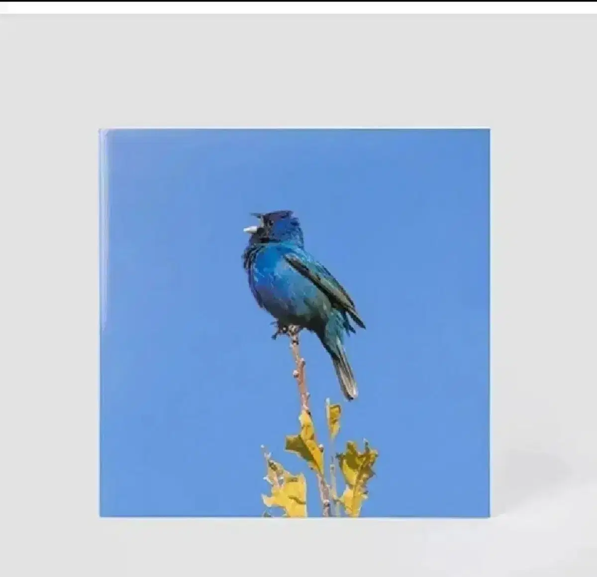 [미개봉 ] 윤지영 lp 파랑새 Blue bird