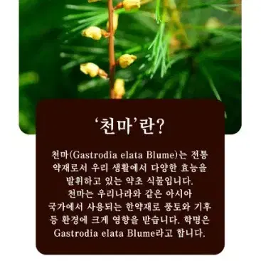 김소형 한의원원장 원방 천마쌍화차 850G( 17GX50포)