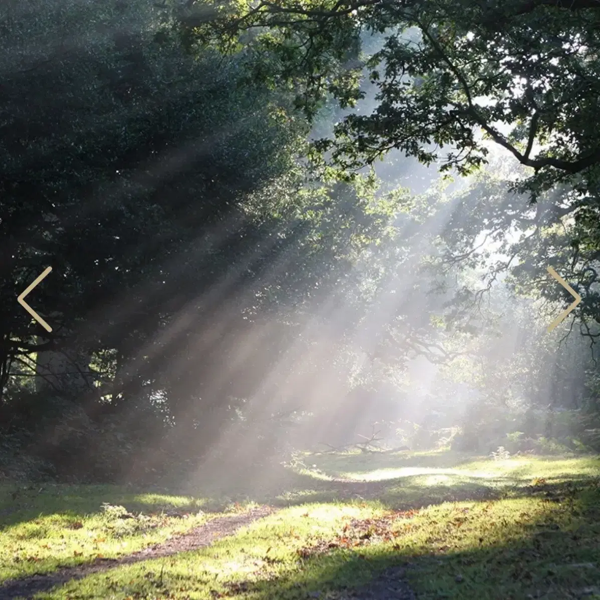 일본향수 제이센트 코보(Shaft of Light)