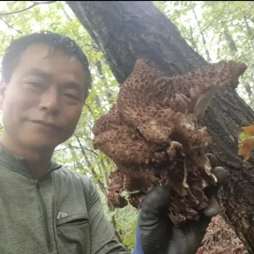 자연산 건조 능이버섯, 표고버섯 판매