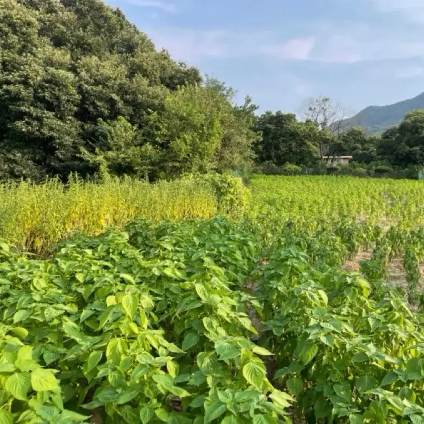 국산 햇들기름 350ml