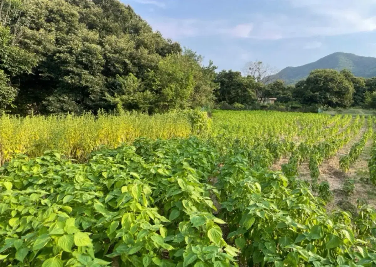 국산 햇들기름 350ml