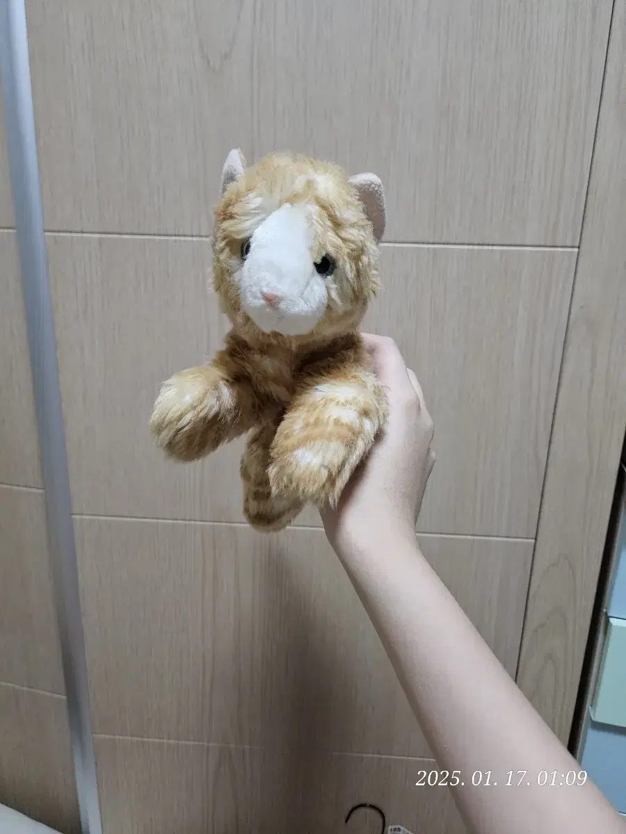 고양이 강아지 포로리 인형