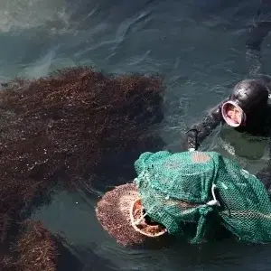 자연산 돌미역 1kg 13,000원 무배