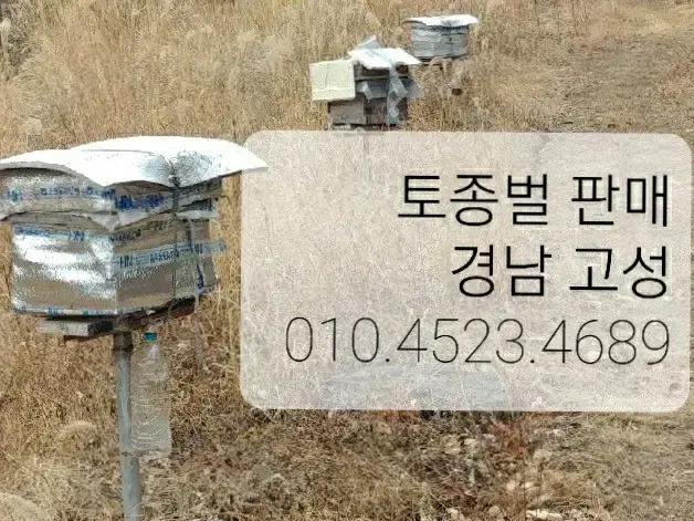 토종벌 분봉