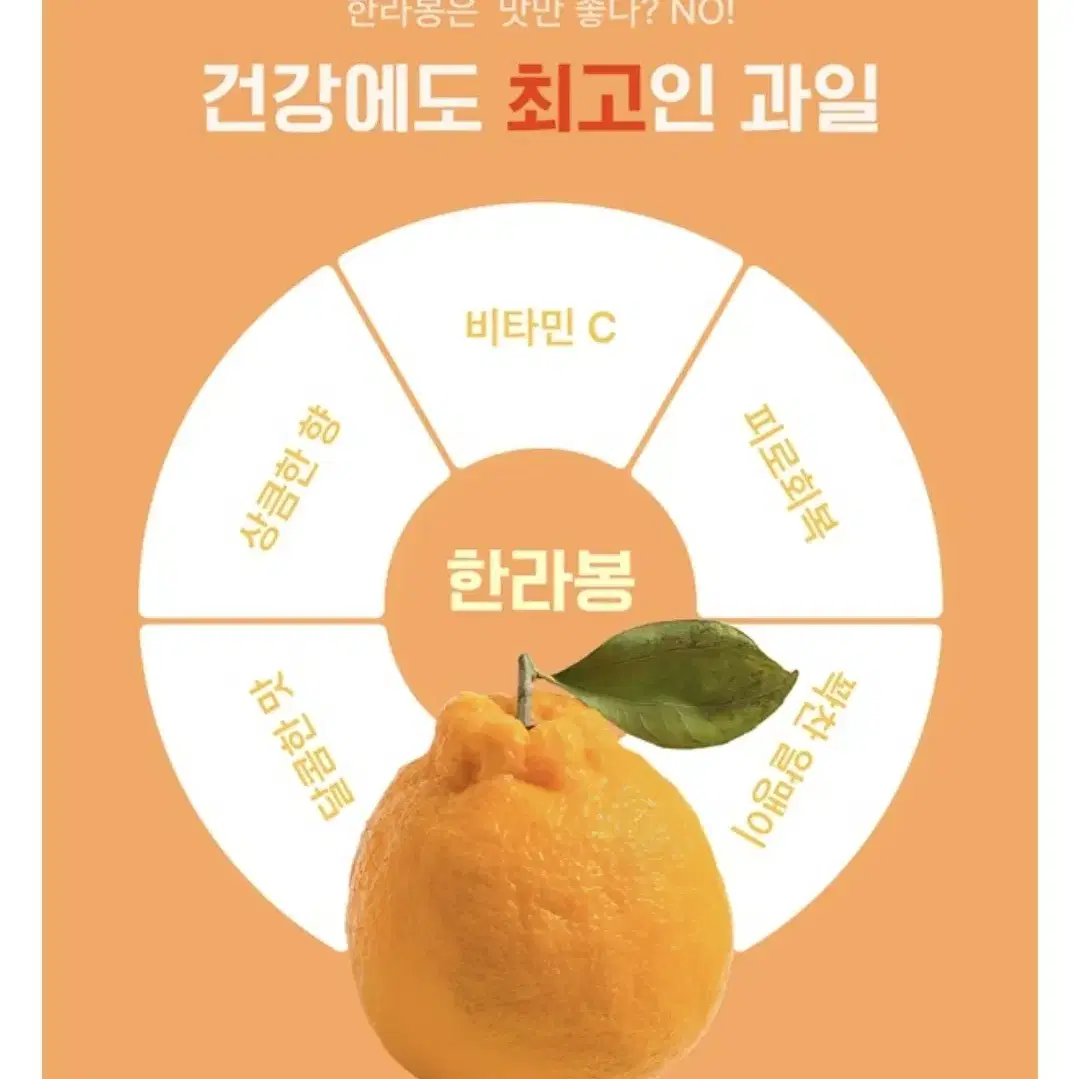 제주 농장 산지직송  저농약 노지 한라봉 5kg