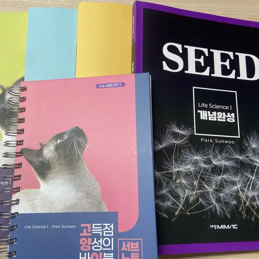 2026 박선우 seed 개념완성 고양이