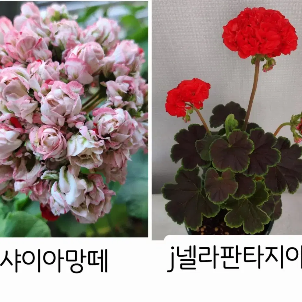 샤이아망떼, j넬라판타지아 제라늄 2종