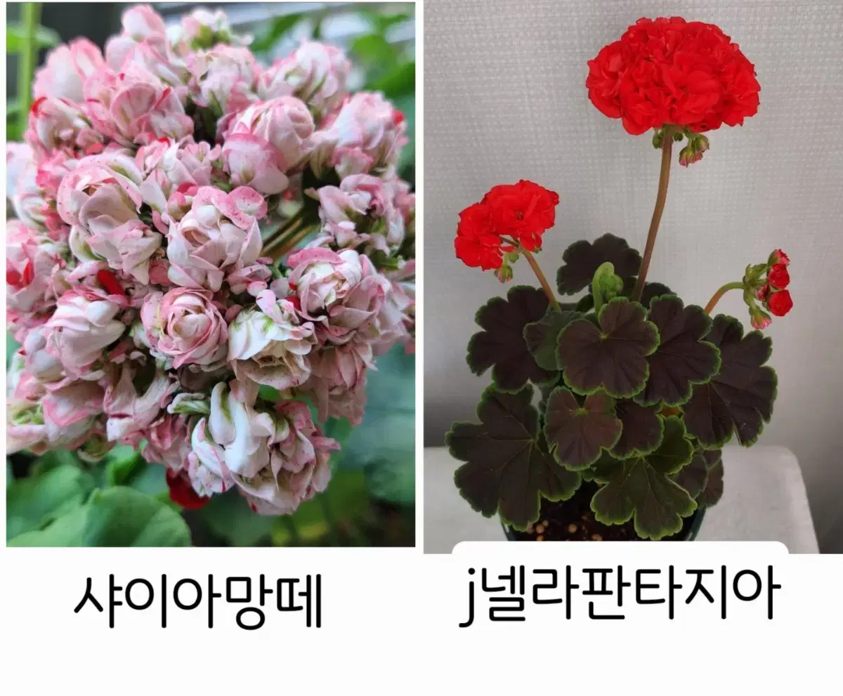 샤이아망떼, j넬라판타지아 제라늄 2종