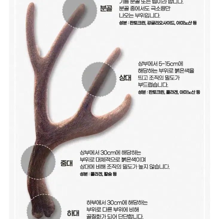 녹용진 대용량 스틱100포 상황버섯함유 활력충전 체력원기회복 명절선물세트