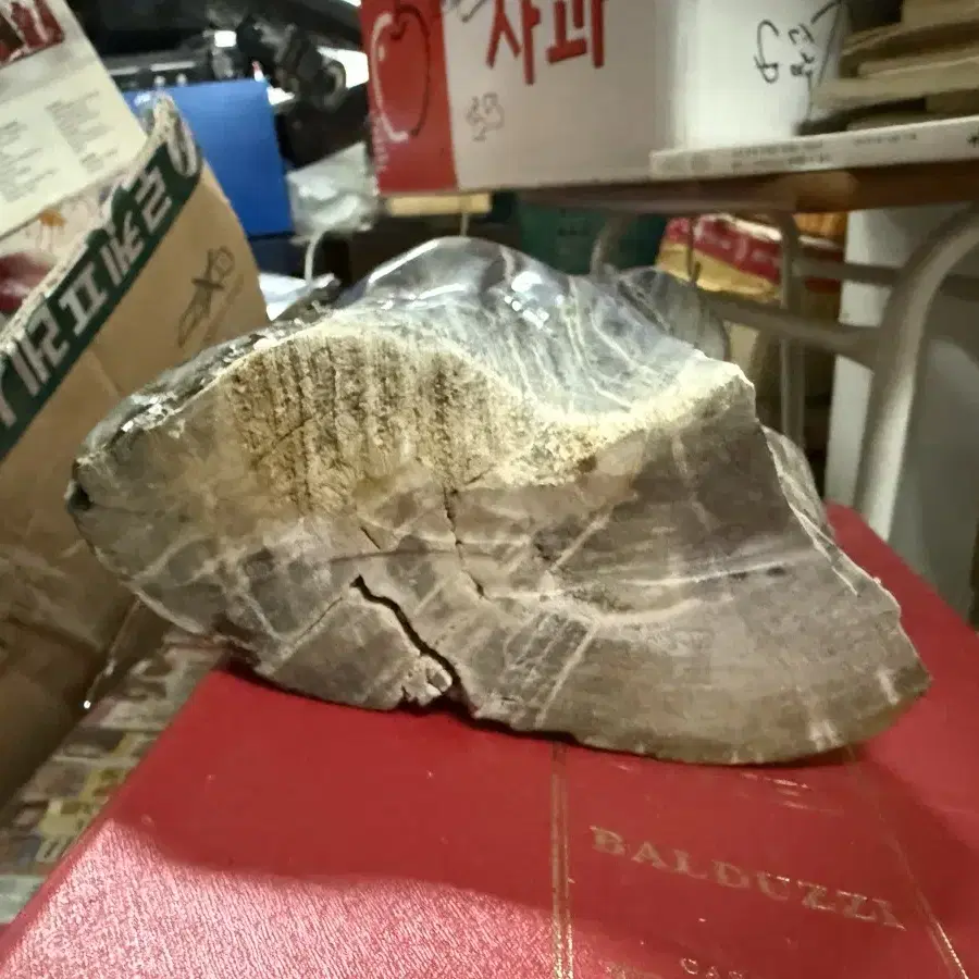 규화목 높이38cm