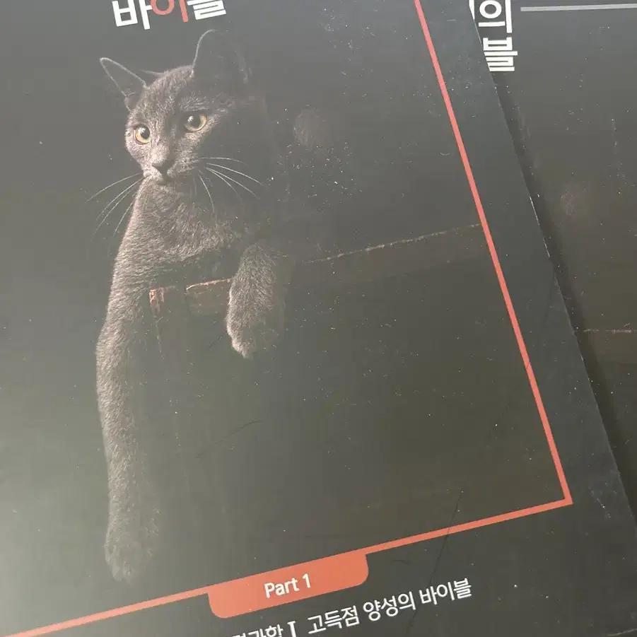 박선우T 2025 고양이