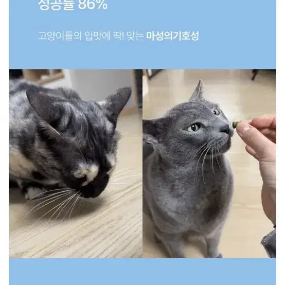 (새상품/원가 만원) 고양이 덴탈 간식 연어맛