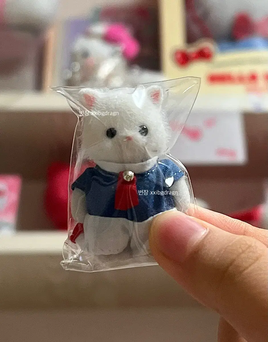 뒤사진일괄)실바니안 페르시안 고양이 유일매물 아기음악대 신생아 직립 일괄