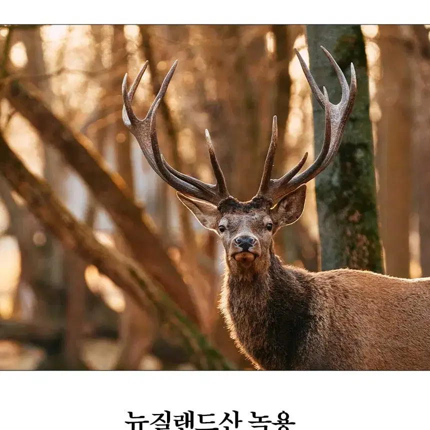 2025년 신제품 김5곤 녹용 홍삼 스틱