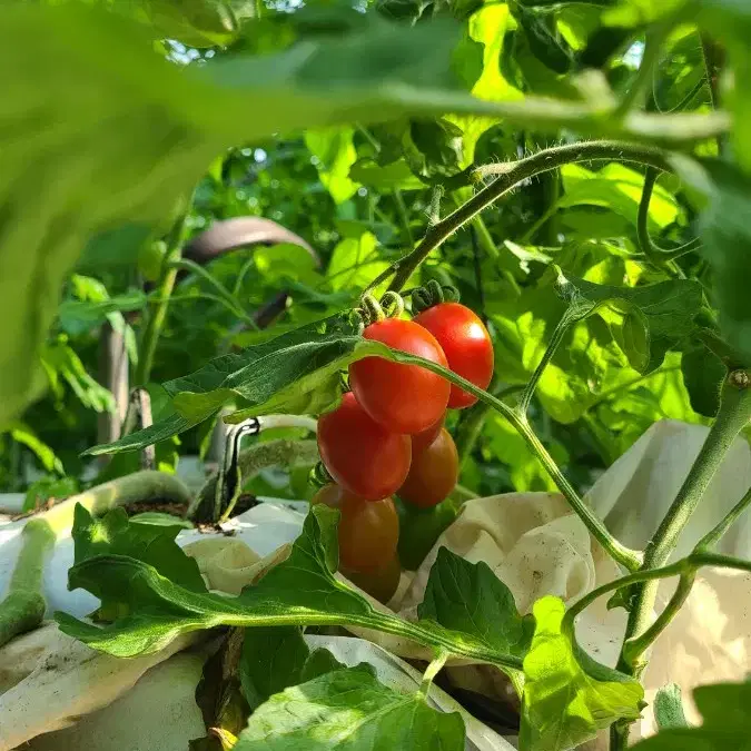 대추방울토마토