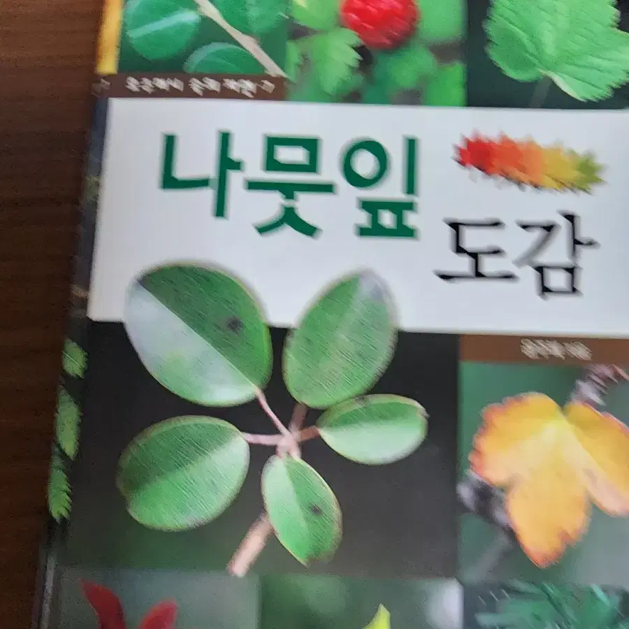 나뭇잎도감