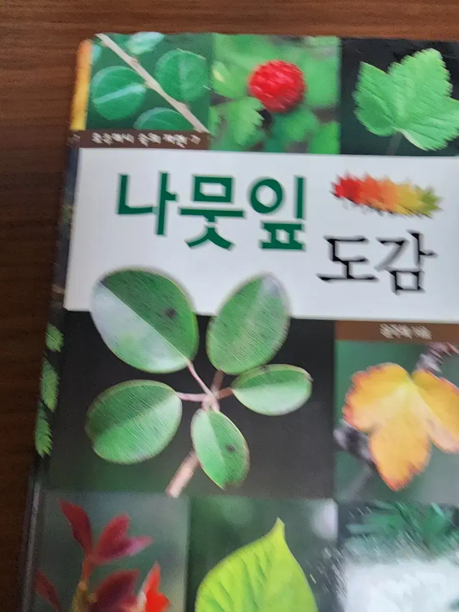 나뭇잎도감