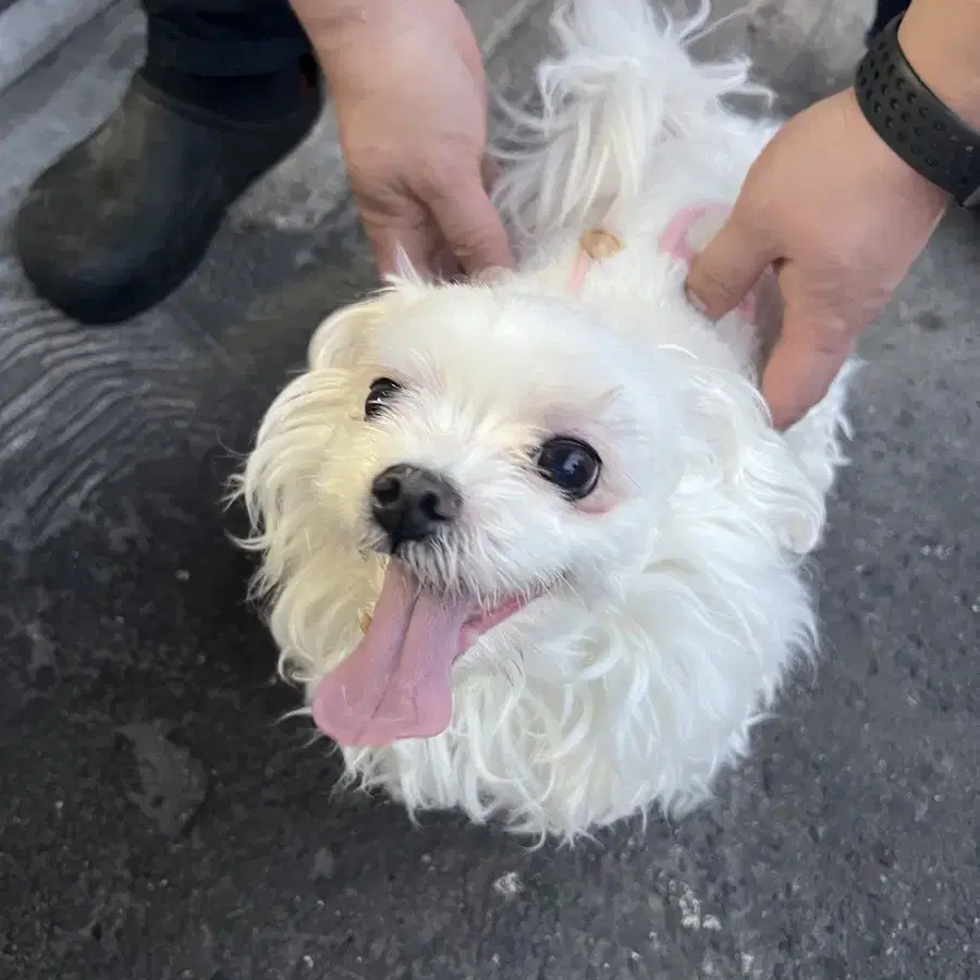 삼덕동에서 강아지 잃어버리신분