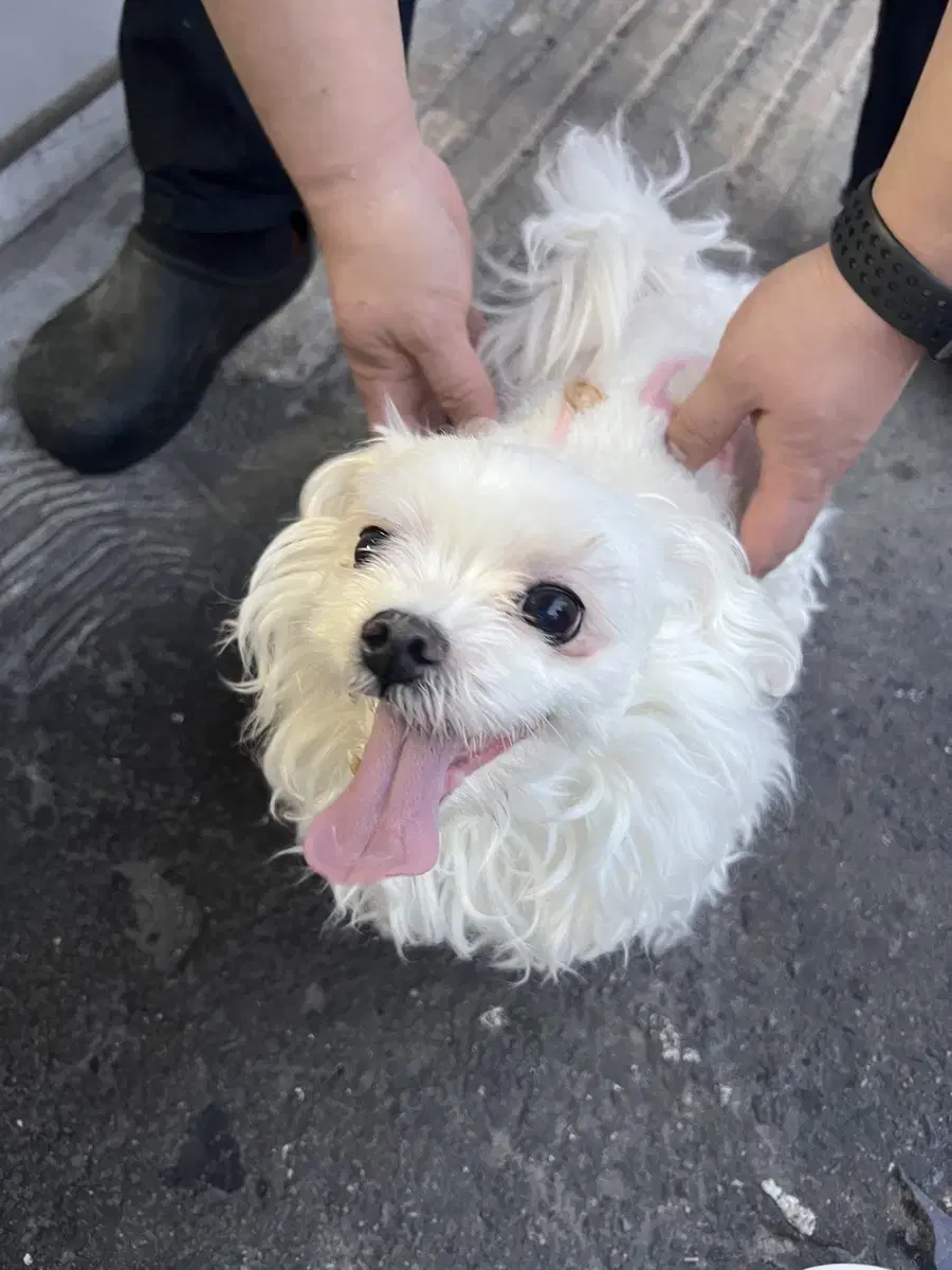 삼덕동에서 강아지 잃어버리신분