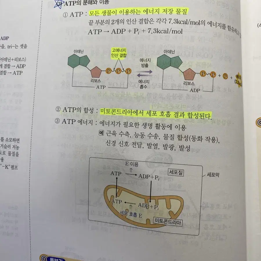 2025 백호 섬개완