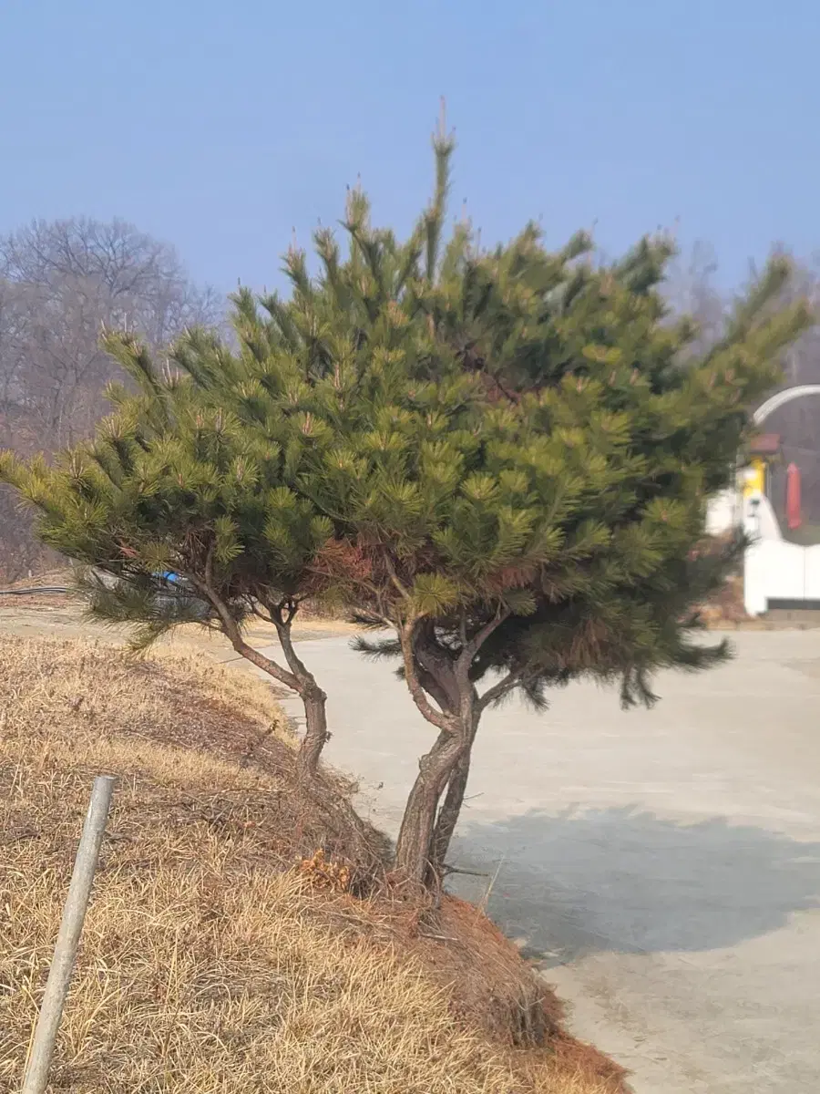 pine tree