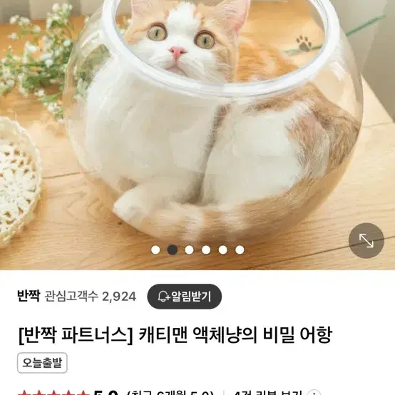 고양이 어항 / 고양이 숨숨집 / 고양이집 / 고양이 장난감 / 캐티맨