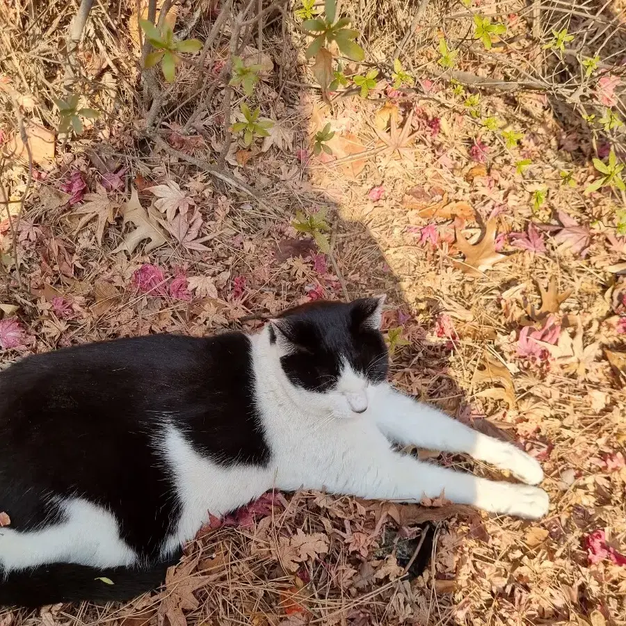 길고양이 습식사료, 간식, 캔 구매 &나눔 구합니다