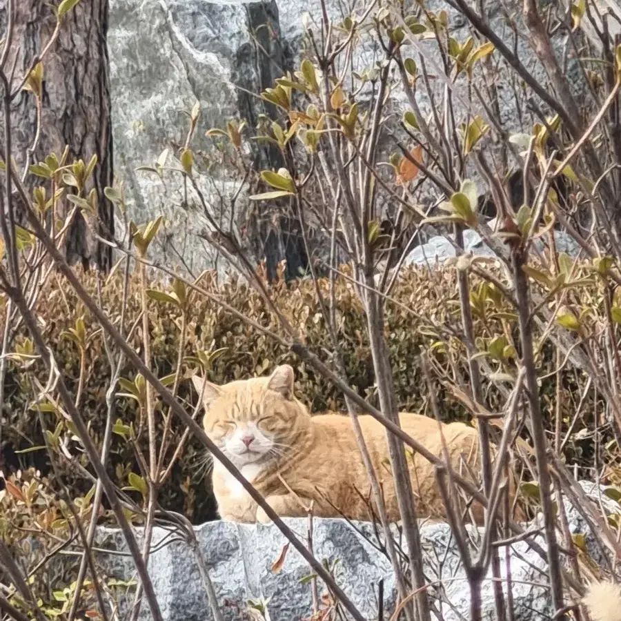 길고양이 습식사료, 간식, 캔 구매 &나눔 구합니다