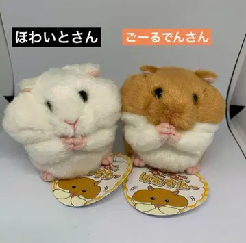 모고모고하무스따 ~고르덴산 호와이토산 세트