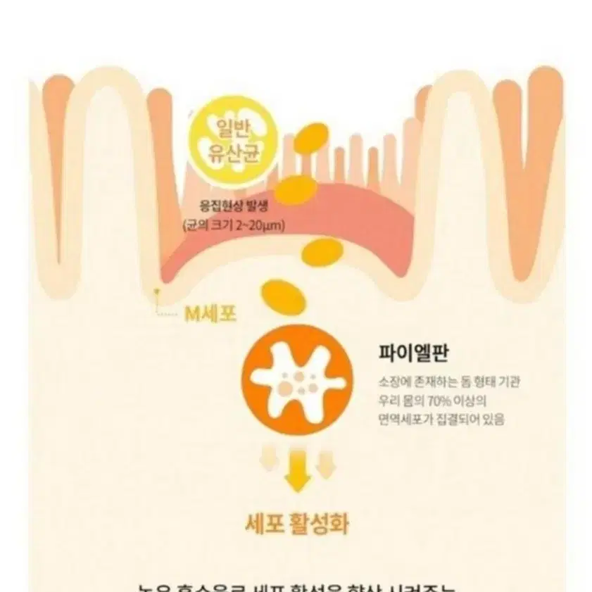 (무료배송) 똥배유산균