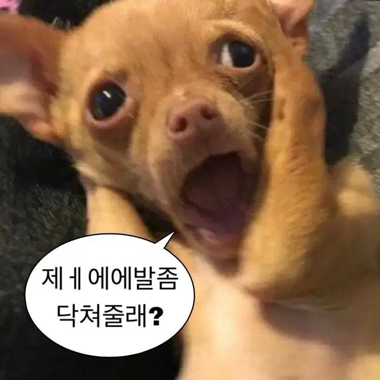 이런 동물짤 무료로 드릴께요