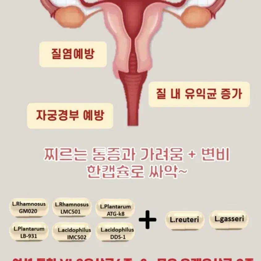 여성 질 유래 유산균 임산부 질건강 추천 락토바이오우먼 90캡슐 3개월