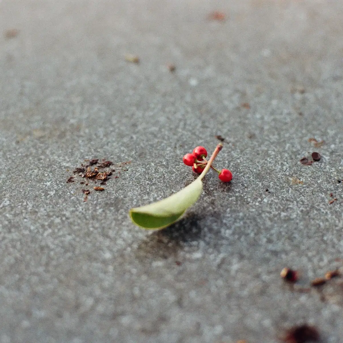 캐논 AE-1, FD 50mm F1.4