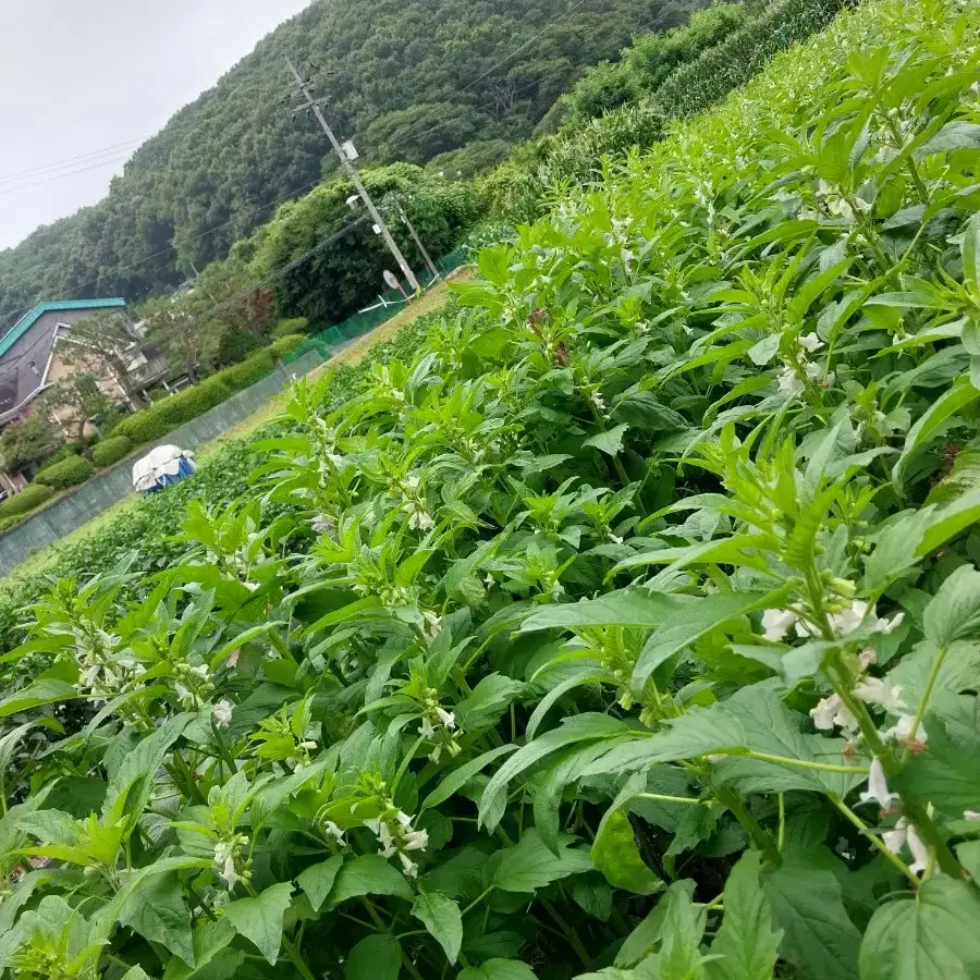 주말농장