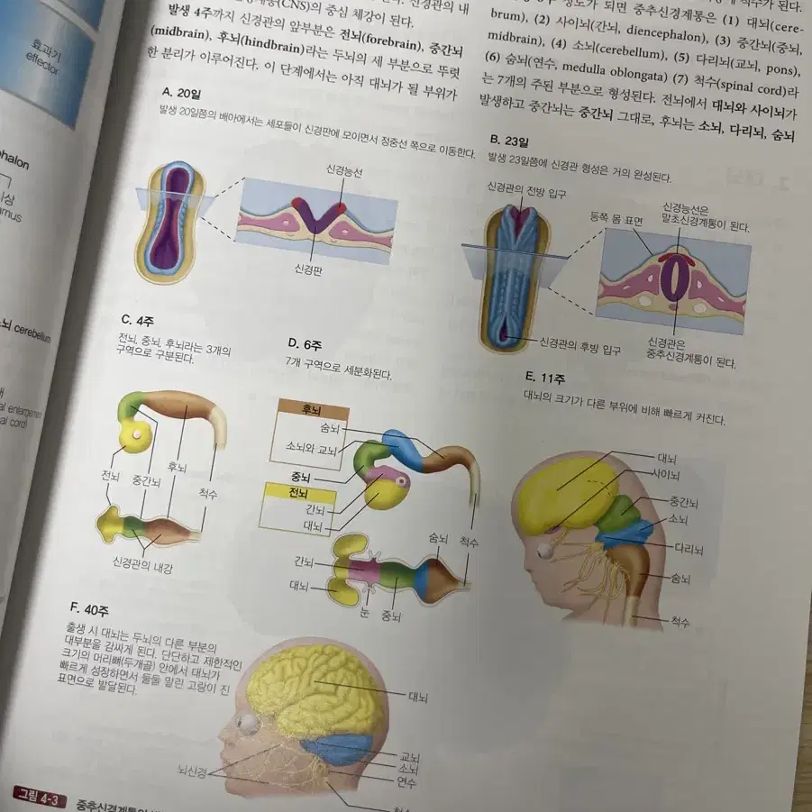 간호 수문사 개정2판 생리학 팝니다