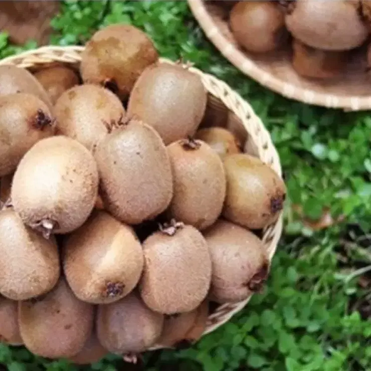 통영 유기농 키위 참다래 2kg