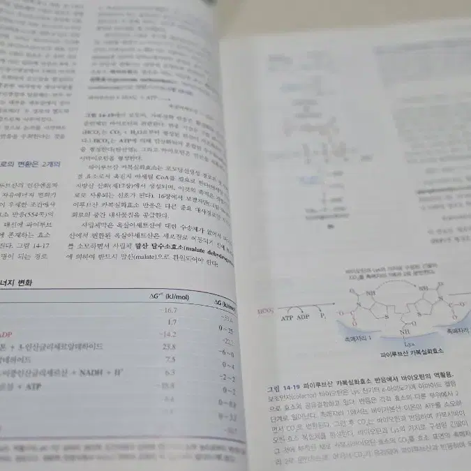 레닌저 생화학 상,하 판매