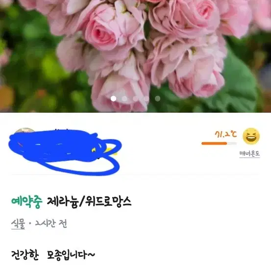 제라늄 위드로망스(사진 제꺼예요 ㅠㅠ)