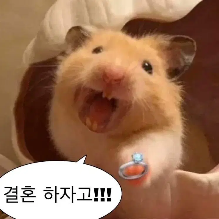 버니녕 팔아요