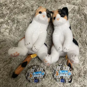 스와치동물원 고양이 냥코