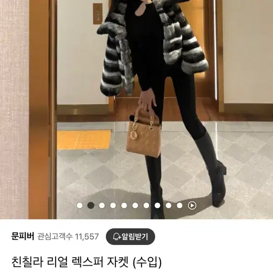 친칠라 렉스퍼 문피버