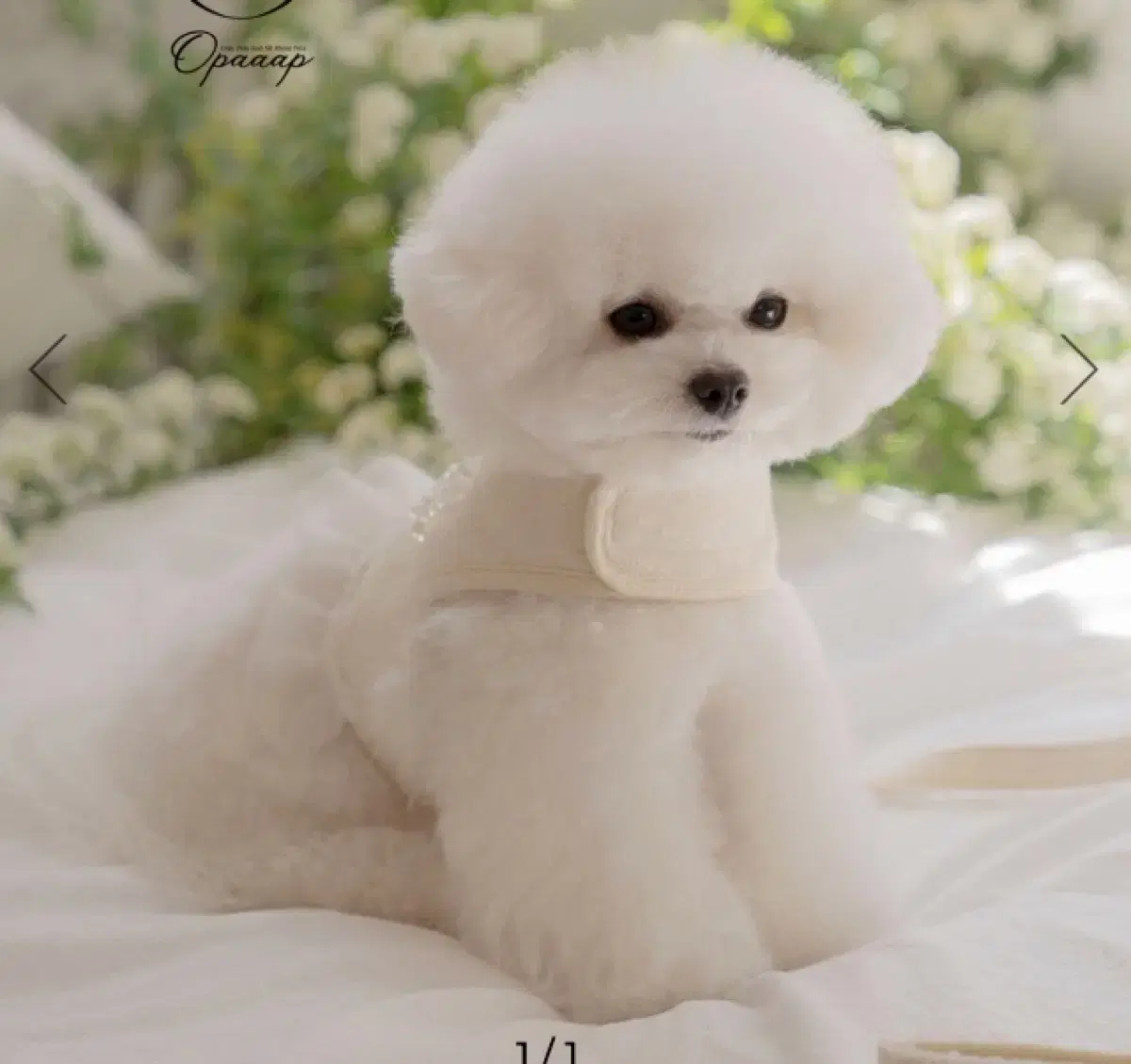 오파프 Chou Chou Harness (Lemon Vanilla)